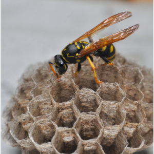 Wasp nest removal Fareham